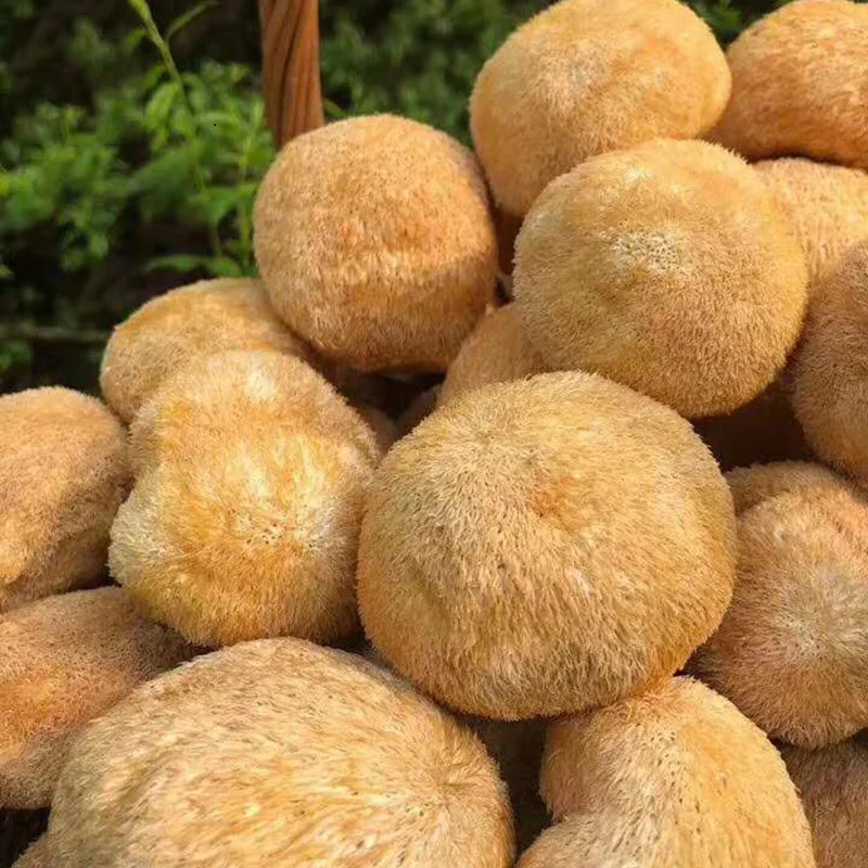 Lion's Mane Mushroom Capsules